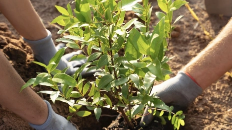 Во Владимире онлайн-магазин продавал запрещенные саженцы яблонь и груш