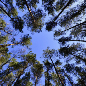 День Тимофея-весновея: что можно и нельзя делать 6 марта