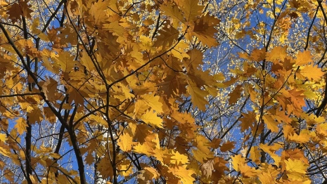 Прогноз погоды во Владимирской области на 22 октября