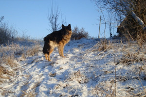 Приметы на 29 января: что можно и нельзя делать в день поклонения веригам апостола Петра