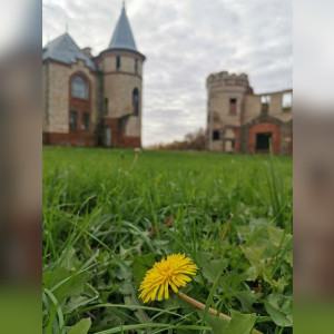 Во Владимирской области расцвели одуванчики