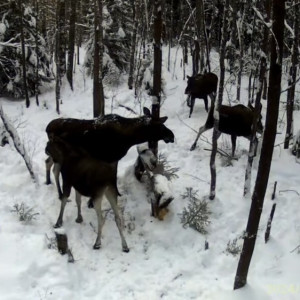 Фотоловушка в Киржачском районе поймала момент «борьбы» лосей