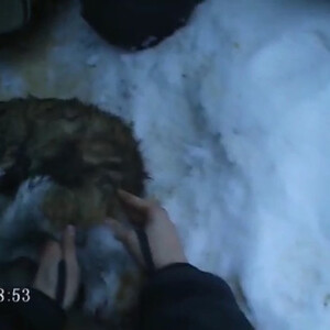 Во Владимирской области спасатели откачали отравившуюся угарным газом кошку