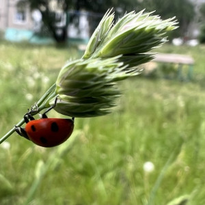 Прогноз погоды во Владимирской области на 29 июня 2025 года