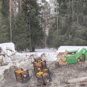 Во Владимирской области на трассе оставили ящики с апельсинами и помело