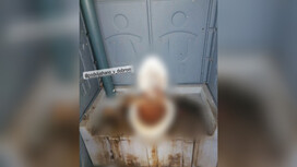 Владимирские водители автобусов пожаловались на отвратительный туалет