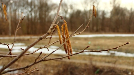 Во Владимирской области к концу недели потеплеет до +13 градусов