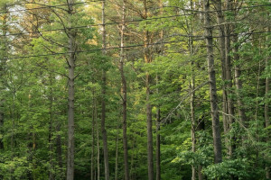 Пропавшего во Владимирской области 9-летнего мальчика нашли живым