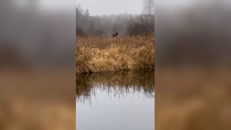 В Гусь-Хрустальном на камеру попали плавающие лоси