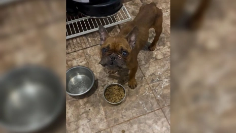 Волонтеры из Владимира спасли французских бульдогов из «домашнего концлагеря»