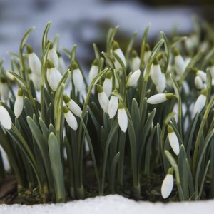 Народные приметы на 11 марта: что можно и нельзя делать в день Прокопа Перезимнего