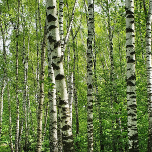 Берещенье: что можно и нельзя делать 11 апреля