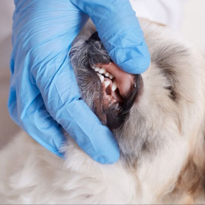 Во Владимирской области бешенство нашли у 34 животных