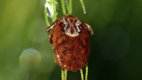 Во Владимирской области с людей сняли 7 зараженных болезнью Лайма клещей