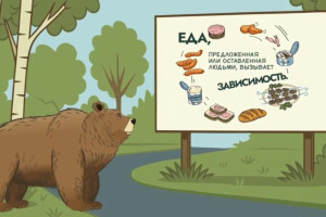 В России запускают проект «Земля медведя»