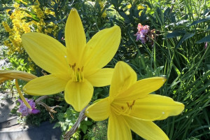 Прогноз погоды во Владимирской области на 12 июня 2025 года