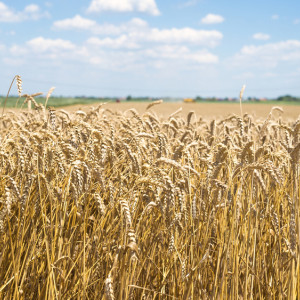 Еремей Запашник: что можно и нельзя делать 14 мая