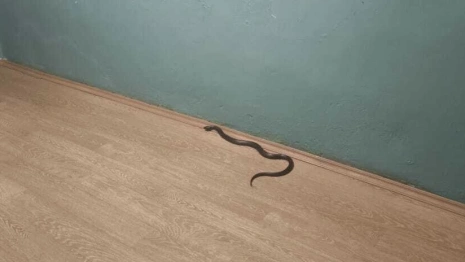 Во Владимире гадюка пробралась в квартиру на 5-м этаже