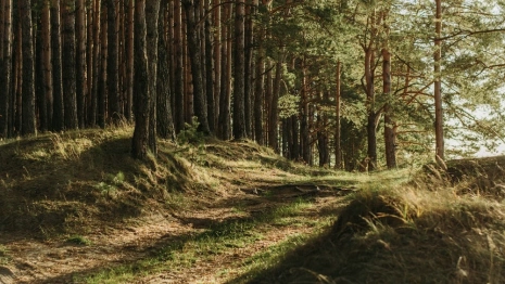 Жители Владимирской области выступили против застройки сосновой рощи над Клязьмой