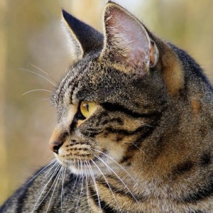 Владимирская «Валента» подала жалобу на решение суда о закрытии приюта