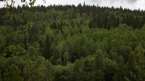 В национальном парке Владимирской области посчитают деревья