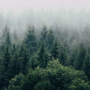 Во Владимирской области засадят 6,4 тыс. га леса