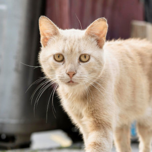 Во Владимирской области за 2023 год отловили 1995 безнадзорных животных