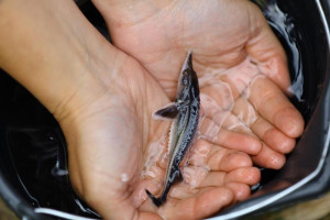 В Муром в Оку выпустили почти 20 тысяч мальков стерляди