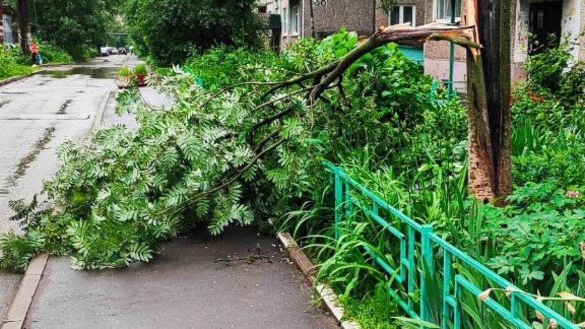 Ураган «Эдгар» повалил деревья на 6 трассах в Суздальском и Собинском  районах - День во Владимире