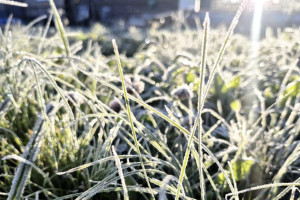 Во Владимирскую область в ночь на 30 сентября пришли первые заморозки