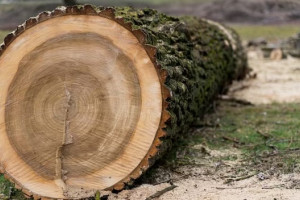 Во Владимирской области с арендатора леса взыскали 250 тысяч за вырубленные деревья