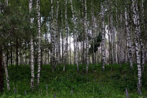 Положение ризы Пресвятой Богородицы: что можно и нельзя делать 14 июля