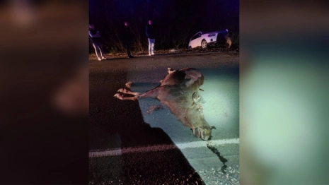 Стали известны подробности смертельного ДТП с лосем под Собинкой