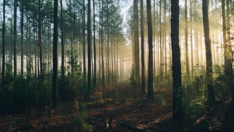 Владимирская область стала лидером в рейтинге по объемам вырубки леса 
