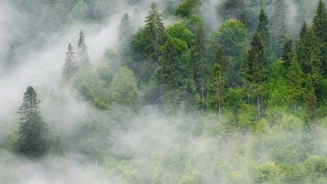 Разыскиваемую во Владимирской области 85-летнию бабушку из Обнинска нашли живой