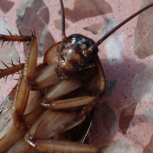 Кишащую тараканами столовую во владимирской школе обработают по новой технологии