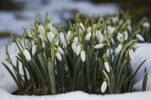 Народные приметы на 11 марта: что можно и нельзя делать в день Прокопа Перезимнего