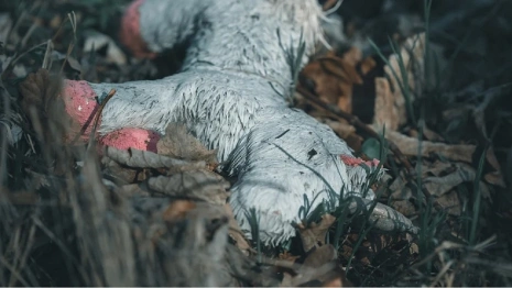 «Не вернулся с прогулки». Как искали 6-летнего мальчика в гусевских лесах