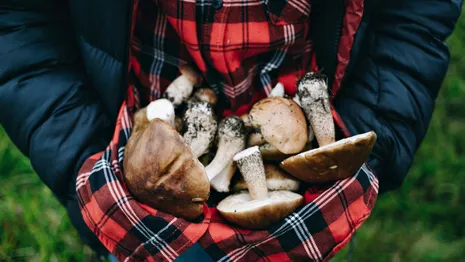 Во Владимирской области могут открыть заготовительные центры ягод и грибов