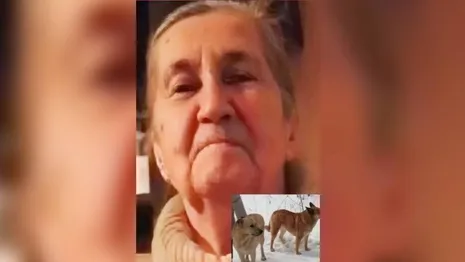Во Владимирской области объявили поиски бабушки с двумя собаками
