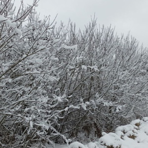 Московский синоптик пообещал владимирцам -3 на Новый год