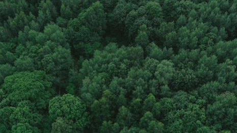 Во Владимирской области нашли пропавшего в августе мужчину