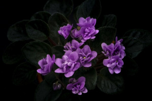 Жителя Владимира будут судить за кражу цветов из магазина и угрозу убийством