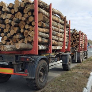 Во Владимирской области незаконно перевозили березу и пиломатериалы