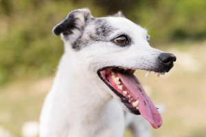 В Собинском районе отменили карантин по бешенству животных