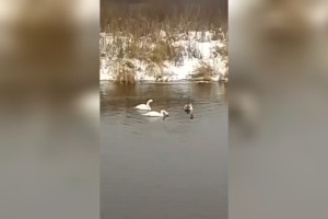 В Ковровском районе заметили краснокнижных лебедей-шипунов