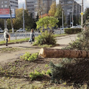 Ущерб от вырубки редкой голубой ели во Владимире оценили в 30 тыс. рублей