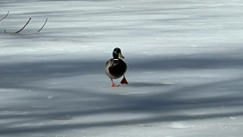Синоптики пообещали морозы в начале марта во Владимирской области