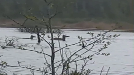 В Петушинском районе переплывающие разлив олени попали на видео