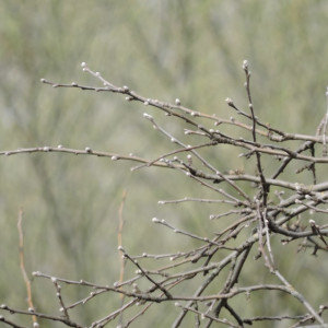 Прогноз погоды во Владимире и области на 15 апреля